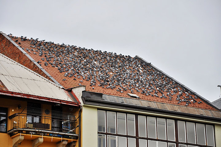 A2B Pest Control are able to install spikes to deter birds from roofs in Heathrow. 