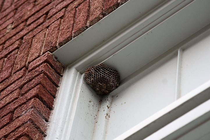 We provide a wasp nest removal service for domestic and commercial properties in Heathrow.
